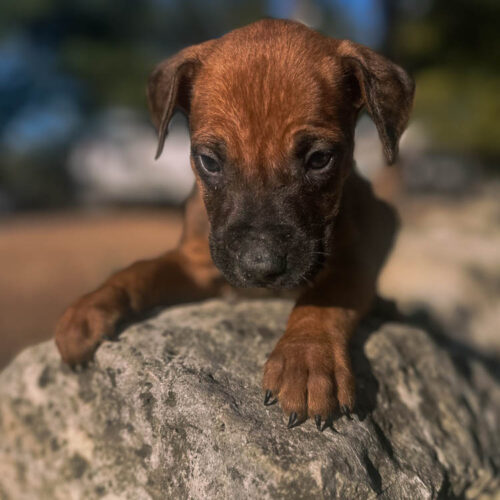 ridgeback-puppies-for-sale-in-texas-2026-1 ridgeback-puppies-for-sale-in-texas-2026-1