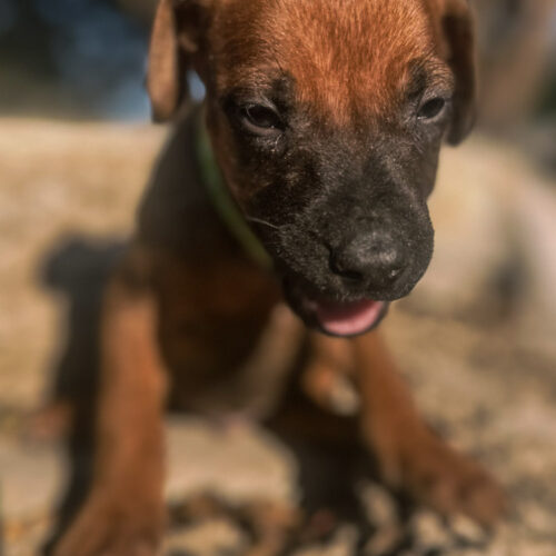 ridgeback-puppies-for-sale-in-texas-2026-10 ridgeback-puppies-for-sale-in-texas-2026-10