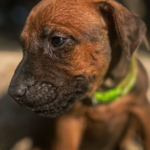ridgeback-puppies-for-sale-in-texas-2026-11 ridgeback-puppies-for-sale-in-texas-2026-11