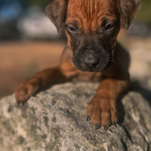 ridgeback-puppies-for-sale-in-texas-2026-2 ridgeback-puppies-for-sale-in-texas-2026-2