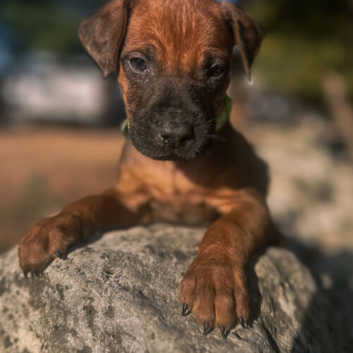 ridgeback-puppies-for-sale-in-texas-2026-3 ridgeback-puppies-for-sale-in-texas-2026-3