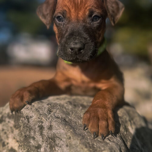 ridgeback-puppies-for-sale-in-texas-2026-4 ridgeback-puppies-for-sale-in-texas-2026-4