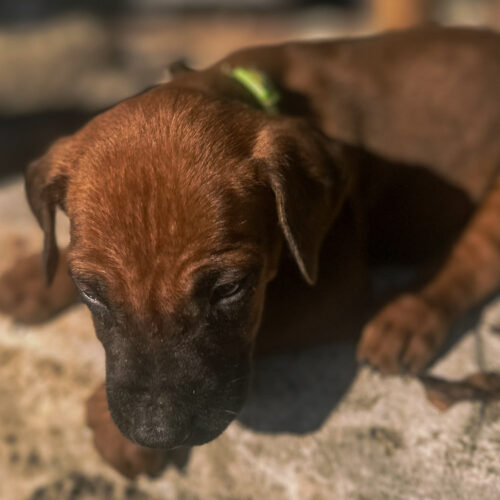 ridgeback-puppies-for-sale-in-texas-2026-5 ridgeback-puppies-for-sale-in-texas-2026-5