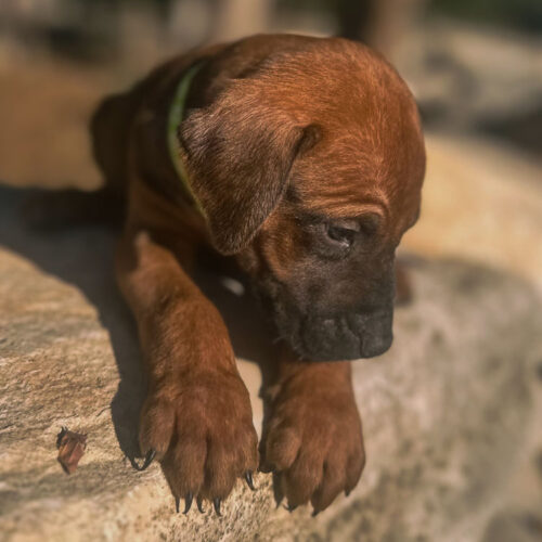ridgeback-puppies-for-sale-in-texas-2026-6 ridgeback-puppies-for-sale-in-texas-2026-6