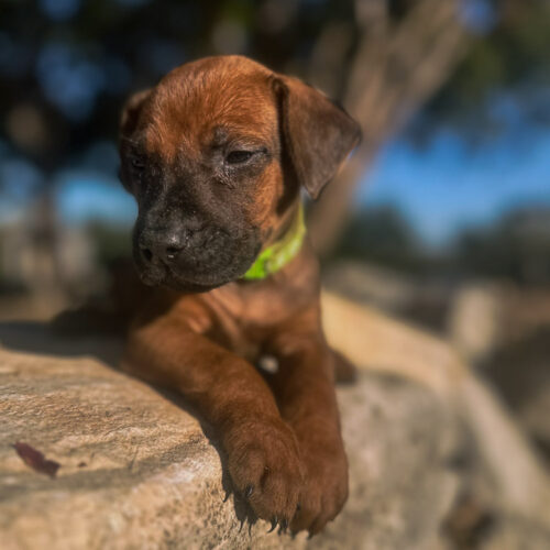 ridgeback-puppies-for-sale-in-texas-2026-7 ridgeback-puppies-for-sale-in-texas-2026-7
