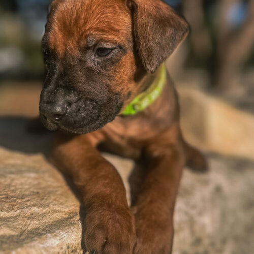ridgeback-puppies-for-sale-in-texas-2026-8 ridgeback-puppies-for-sale-in-texas-2026-8