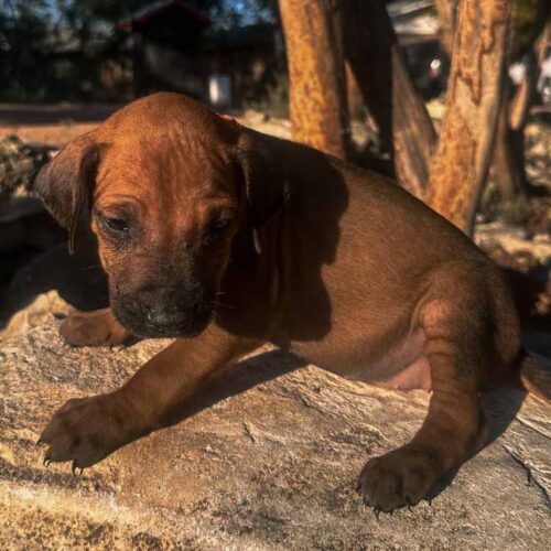 ridgeback-puppies-for-sale-texas-2025-1 ridgeback-puppies-for-sale-texas-2025-1