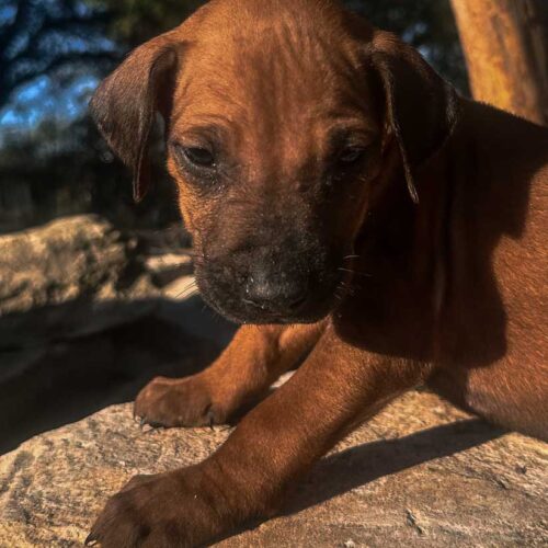 ridgeback-puppies-for-sale-texas-2025-2 ridgeback-puppies-for-sale-texas-2025-2