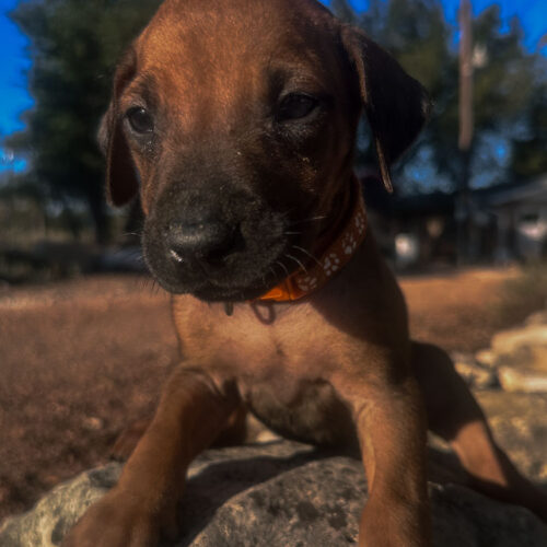 ridgeback-puppies-for-sale-texas-2025-4 ridgeback-puppies-for-sale-texas-2025-4