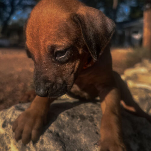 ridgeback-puppies-for-sale-texas-2025-5 ridgeback-puppies-for-sale-texas-2025-5