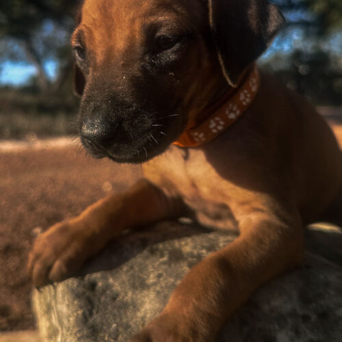ridgeback-puppies-for-sale-texas-2025-7 ridgeback-puppies-for-sale-texas-2025-7