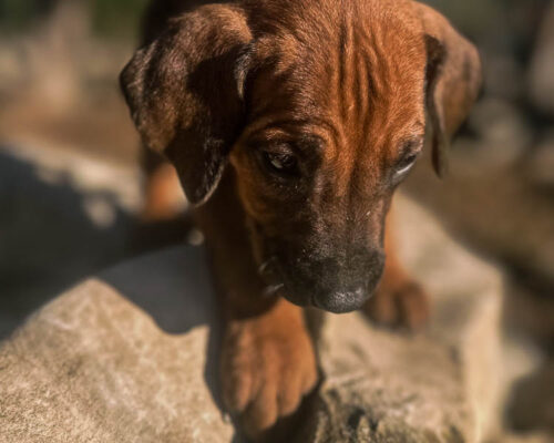ridgeback-puppy-for-sale-in-texas-2025-1 ridgeback-puppy-for-sale-in-texas-2025-1