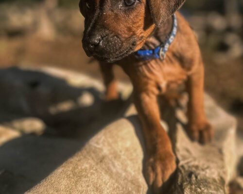 ridgeback-puppy-for-sale-in-texas-2025-2 ridgeback-puppy-for-sale-in-texas-2025-2