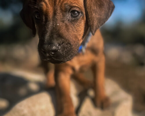 ridgeback-puppy-for-sale-in-texas-2025-3 ridgeback-puppy-for-sale-in-texas-2025-3