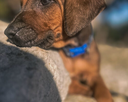 ridgeback-puppy-for-sale-in-texas-2025-4 ridgeback-puppy-for-sale-in-texas-2025-4