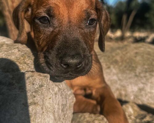ridgeback-puppy-for-sale-in-texas-2025-6 ridgeback-puppy-for-sale-in-texas-2025-6