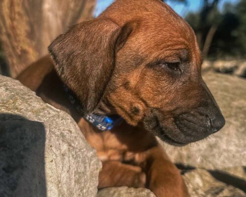 ridgeback-puppy-for-sale-in-texas-2025-7 ridgeback-puppy-for-sale-in-texas-2025-7