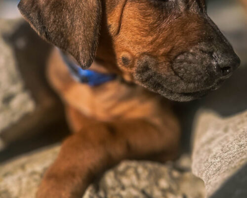 ridgeback-puppy-for-sale-in-texas-2025-8 ridgeback-puppy-for-sale-in-texas-2025-8