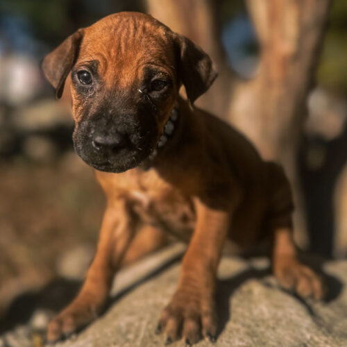 ridgeback-puppy-for-sale-in-texas-2026-1 ridgeback-puppy-for-sale-in-texas-2026-1