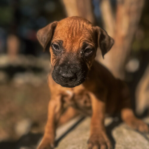 ridgeback-puppy-for-sale-in-texas-2026-2 ridgeback-puppy-for-sale-in-texas-2026-2