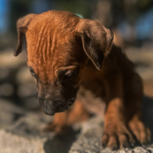 ridgeback-puppy-for-sale-in-texas-2026-3 ridgeback-puppy-for-sale-in-texas-2026-3