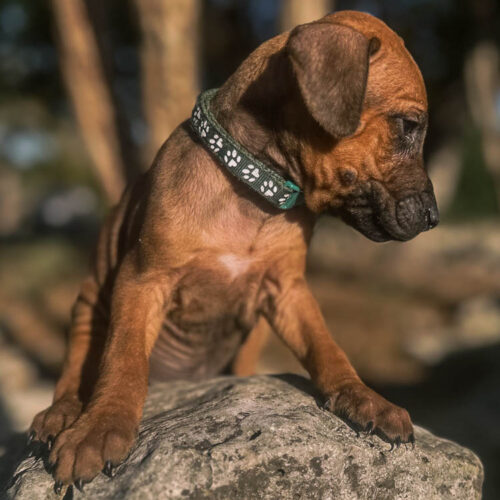 ridgeback-puppy-for-sale-in-texas-2026-4 ridgeback-puppy-for-sale-in-texas-2026-4