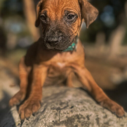 ridgeback-puppy-for-sale-in-texas-2026-5 ridgeback-puppy-for-sale-in-texas-2026-5