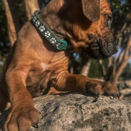 ridgeback-puppy-for-sale-in-texas-2026-7 ridgeback-puppy-for-sale-in-texas-2026-7