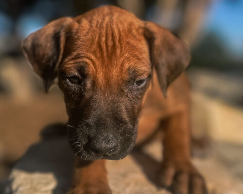ridgeback-puppy-for-sale-texas-2026-1 ridgeback-puppy-for-sale-texas-2026-1