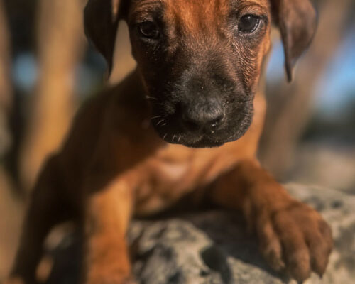ridgeback-puppy-for-sale-texas-2026-2 ridgeback-puppy-for-sale-texas-2026-2