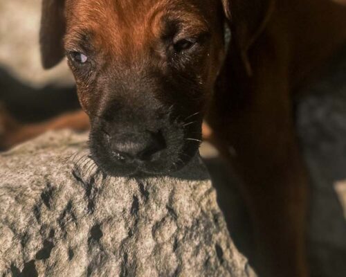 ridgeback-puppy-for-sale-texas-2026-4 ridgeback-puppy-for-sale-texas-2026-4
