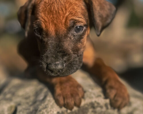 ridgeback-puppy-for-sale-texas-2026-5 ridgeback-puppy-for-sale-texas-2026-5