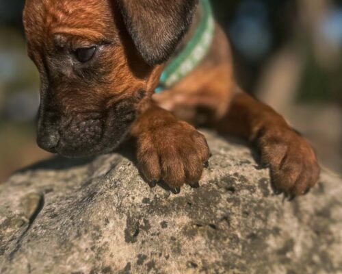 ridgeback-puppy-for-sale-texas-2026-6 ridgeback-puppy-for-sale-texas-2026-6