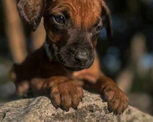 ridgeback-puppy-for-sale-texas-2026-7 ridgeback-puppy-for-sale-texas-2026-7