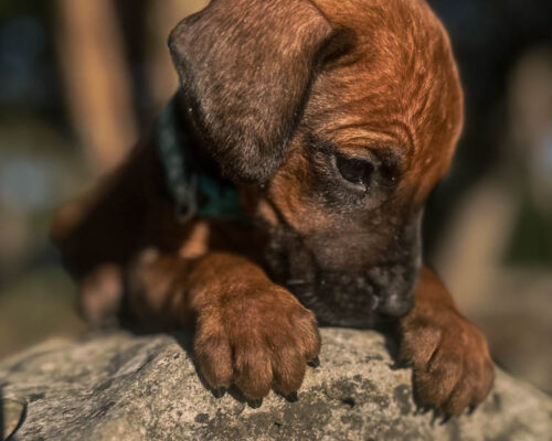 ridgeback-puppy-for-sale-texas-2026-8 ridgeback-puppy-for-sale-texas-2026-8