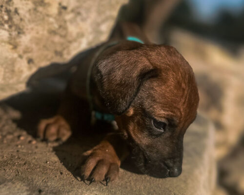 ridgeback-puppy-for-sale-texas-2026-9 ridgeback-puppy-for-sale-texas-2026-9