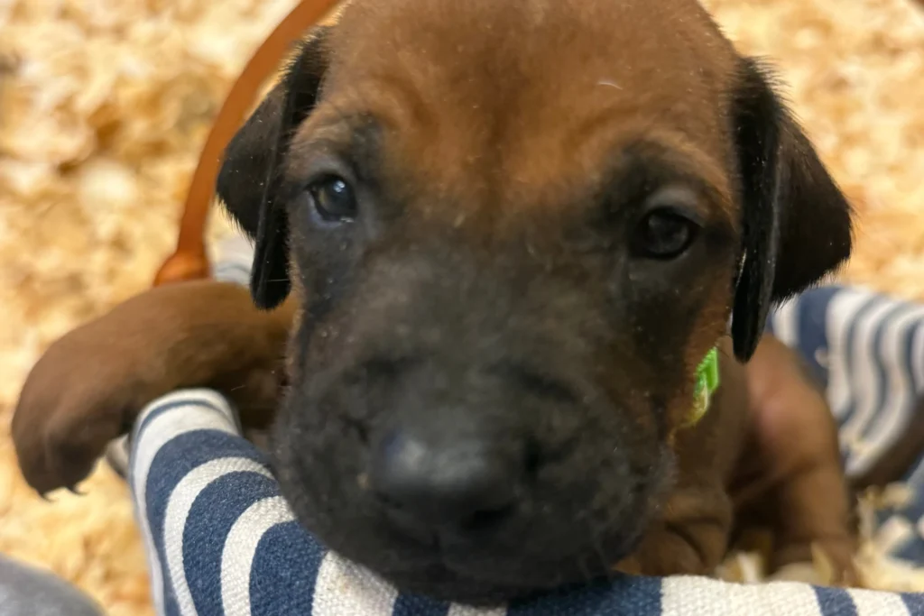 where to buy rhodesian ridgeback puppy in texas