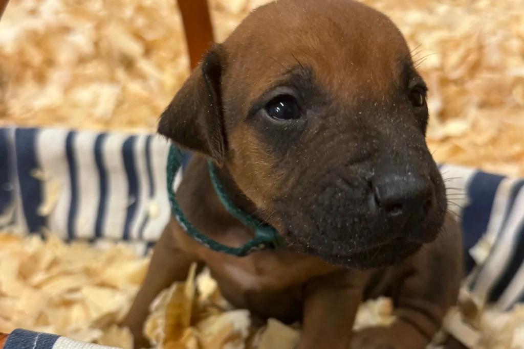 why choose rhodesian ridgeback puppies