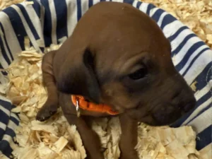 Rhodesian-Ridgeback-breeders-Dallas-scaled