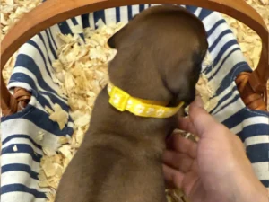 Rhodesian-Ridgeback-dog-available-AKC-registered-Austin-TX-scaled