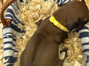 Rhodesian-Ridgeback-dog-available-AKC-registered-Austin-Texas-scaled