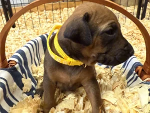 Rhodesian-Ridgeback-dog-available-AKC-registered-Austin-scaled