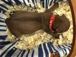 Rhodesian-Ridgeback-dog-available-AKC-registered-Boerne-TX-scaled