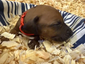 Rhodesian-Ridgeback-dog-available-AKC-registered-Boerne-scaled