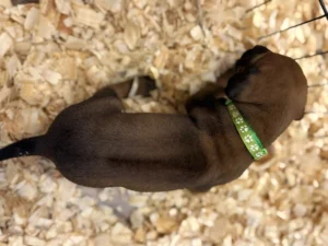 Rhodesian-Ridgeback-dog-available-AKC-registered-Dallas-TX-scaled