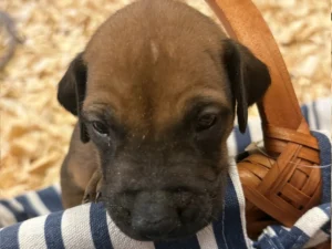 Rhodesian-Ridgeback-dog-available-AKC-registered-Dallas-Texas-scaled