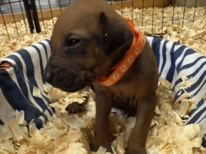 Rhodesian-Ridgeback-dog-available-AKC-registered-Dallas-scaled