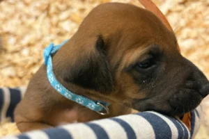 Rhodesian-Ridgeback-dog-available-AKC-registered-Fredericksburg-Texas-2-scaled