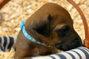 Rhodesian-Ridgeback-dog-available-AKC-registered-Houston-1-scaled