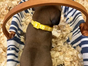 Rhodesian-Ridgeback-dog-available-Austin-TX-scaled